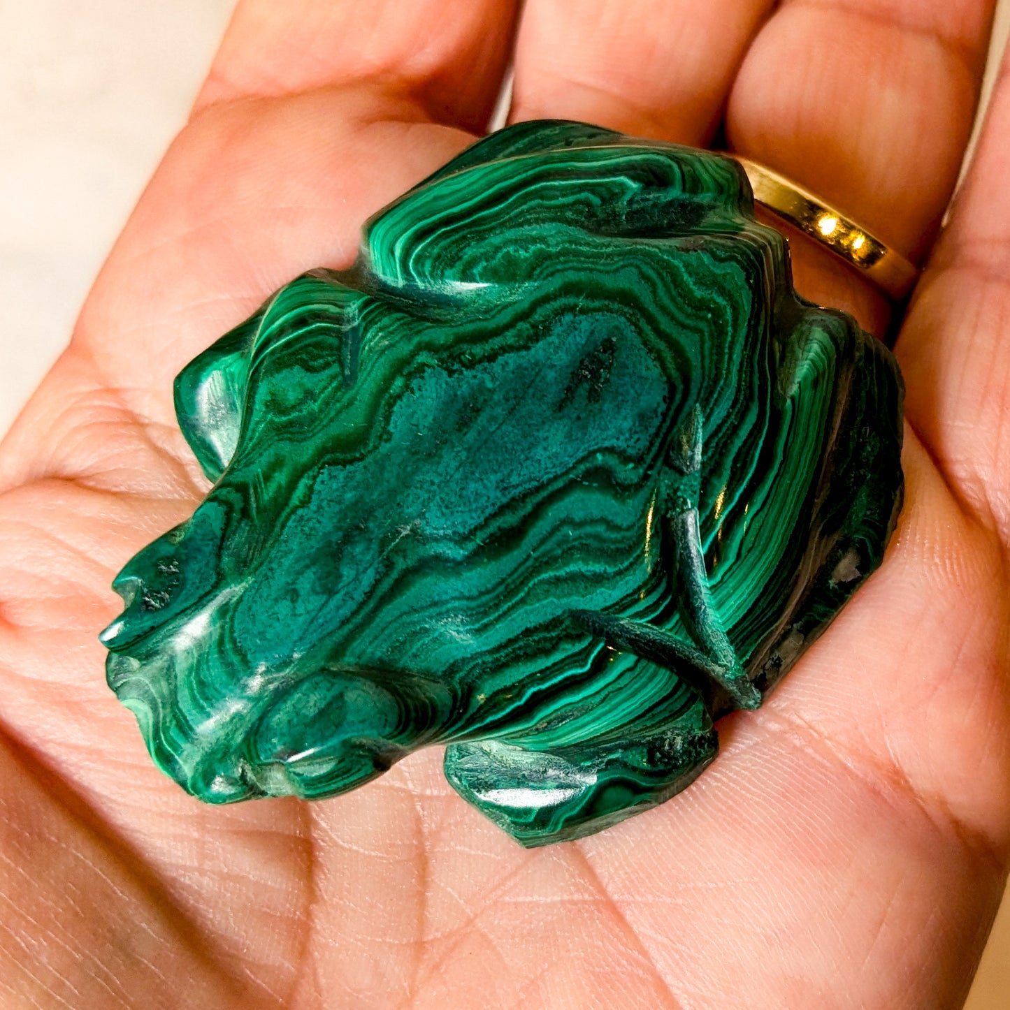 Malachite Frog