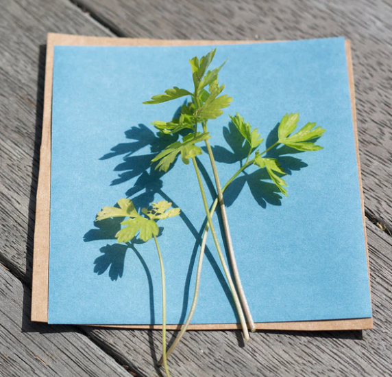 Sunprint Kit