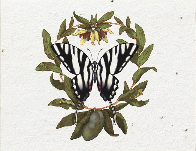 Plantable Wildflower Seed Cards | Various Designs