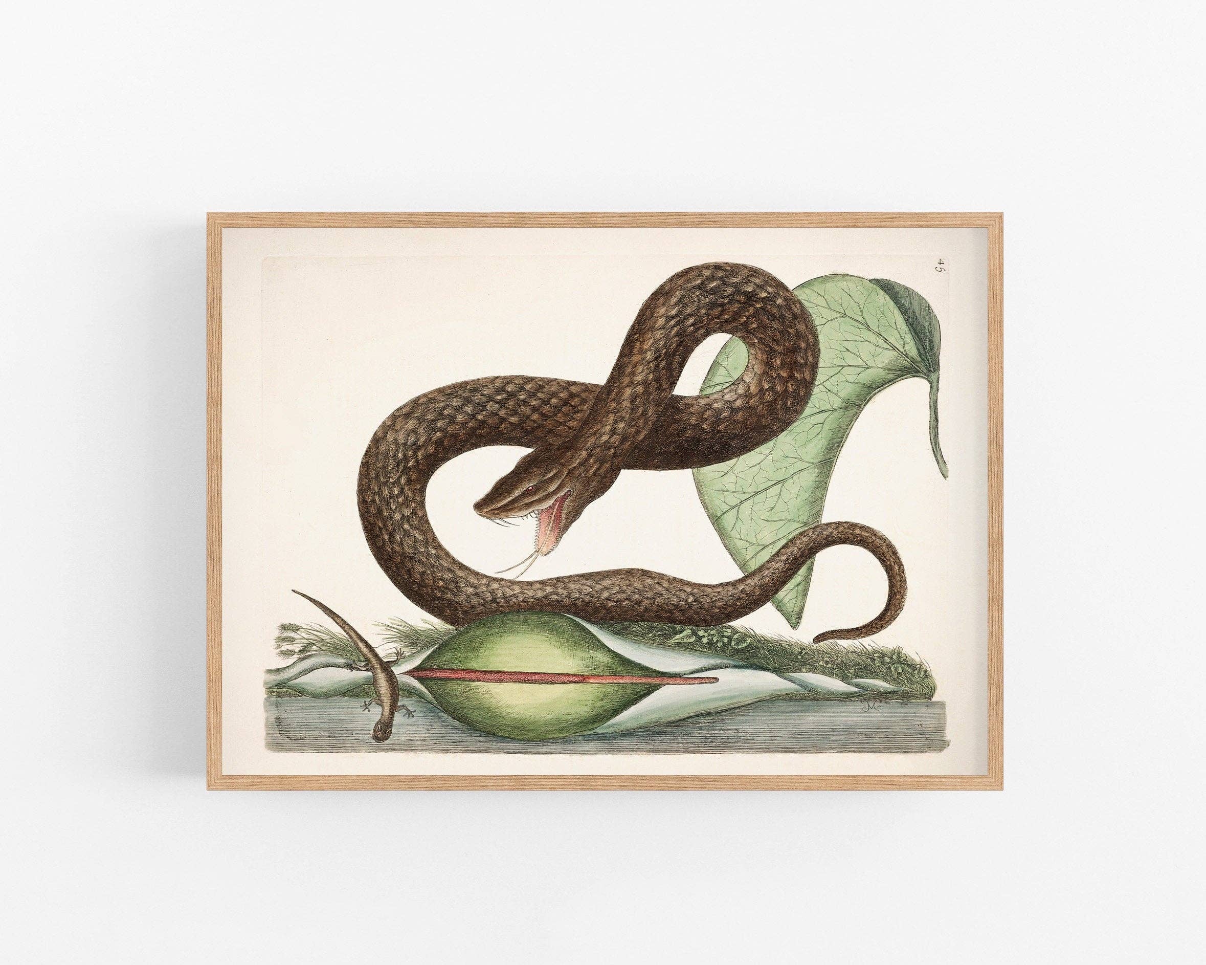 Viper snake, lizard and arum lily print