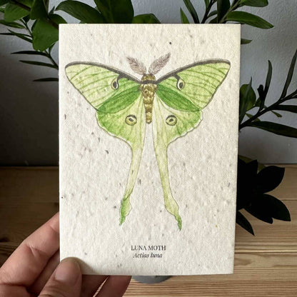 Luna Moth Greeting Card Plantable Wildfolwer Herb Seed Card