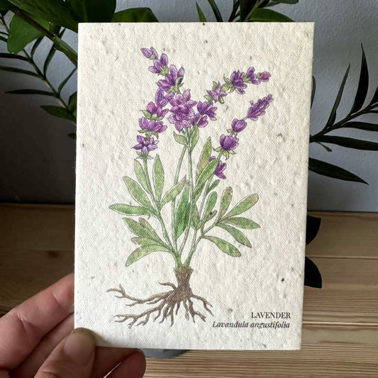 Lavender Greeting Card Plantable Wildflower Herb Seed Card