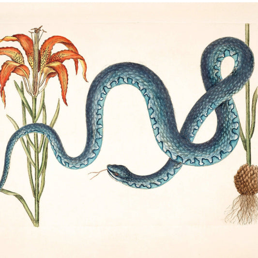 Wampum snake and lily print