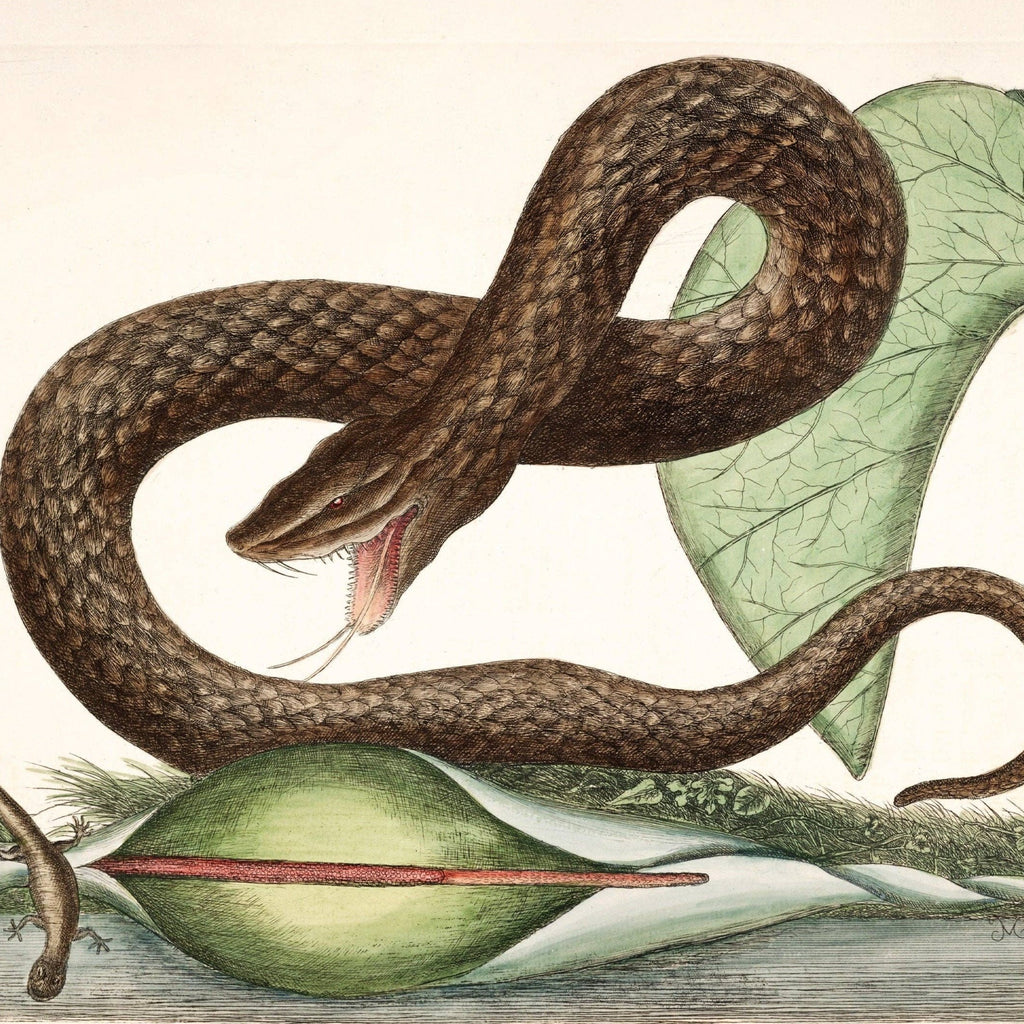 Viper snake, lizard and arum lily print