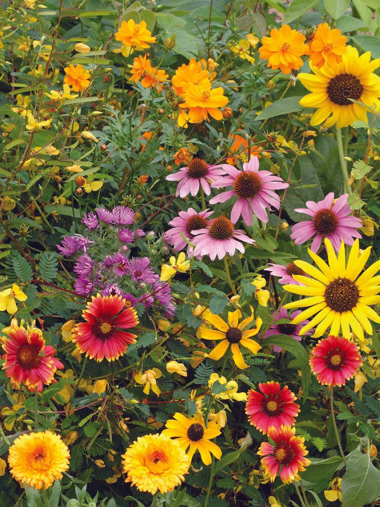 Merry Christmas Wreath of Birds Gift Tag - Bird & Butterfly Wildflower Seed Pack