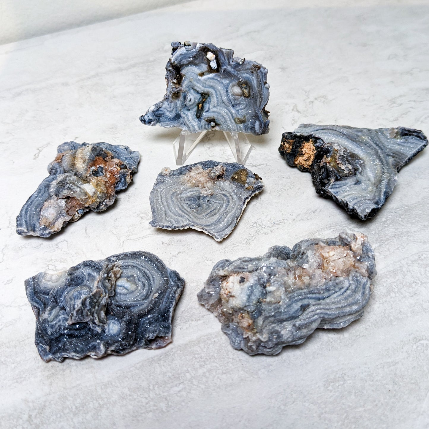 Raw Agate Concha Specimens