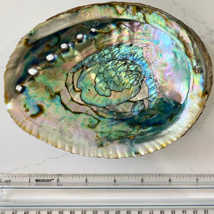 Abalone Shell Bowls 7-8"