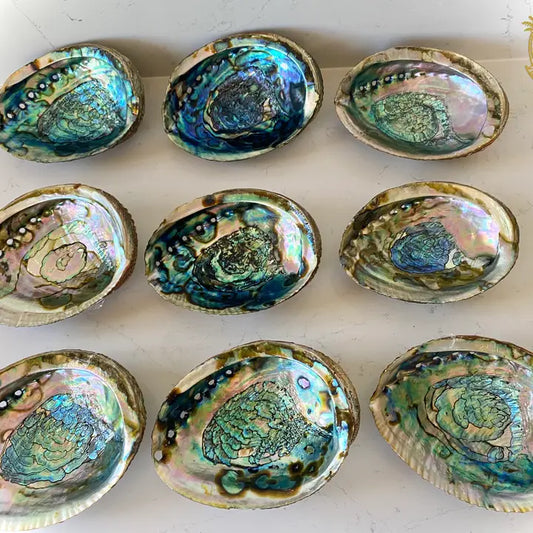 Abalone Shell Bowls 7-8"