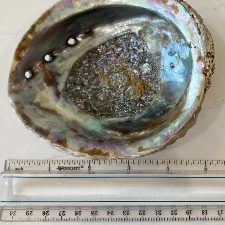 Abalone Shell Bowls 4-5"