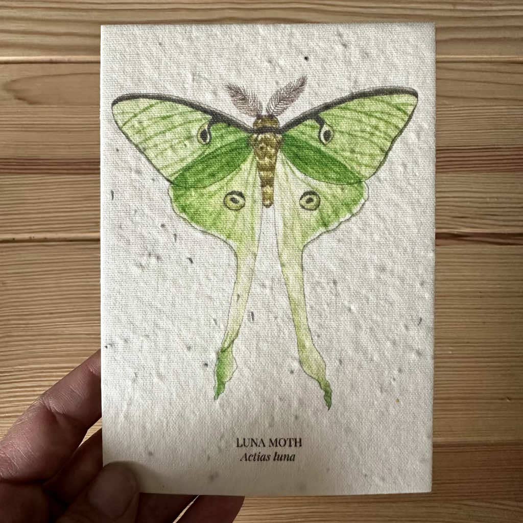 Luna Moth Greeting Card Plantable Wildfolwer Herb Seed Card