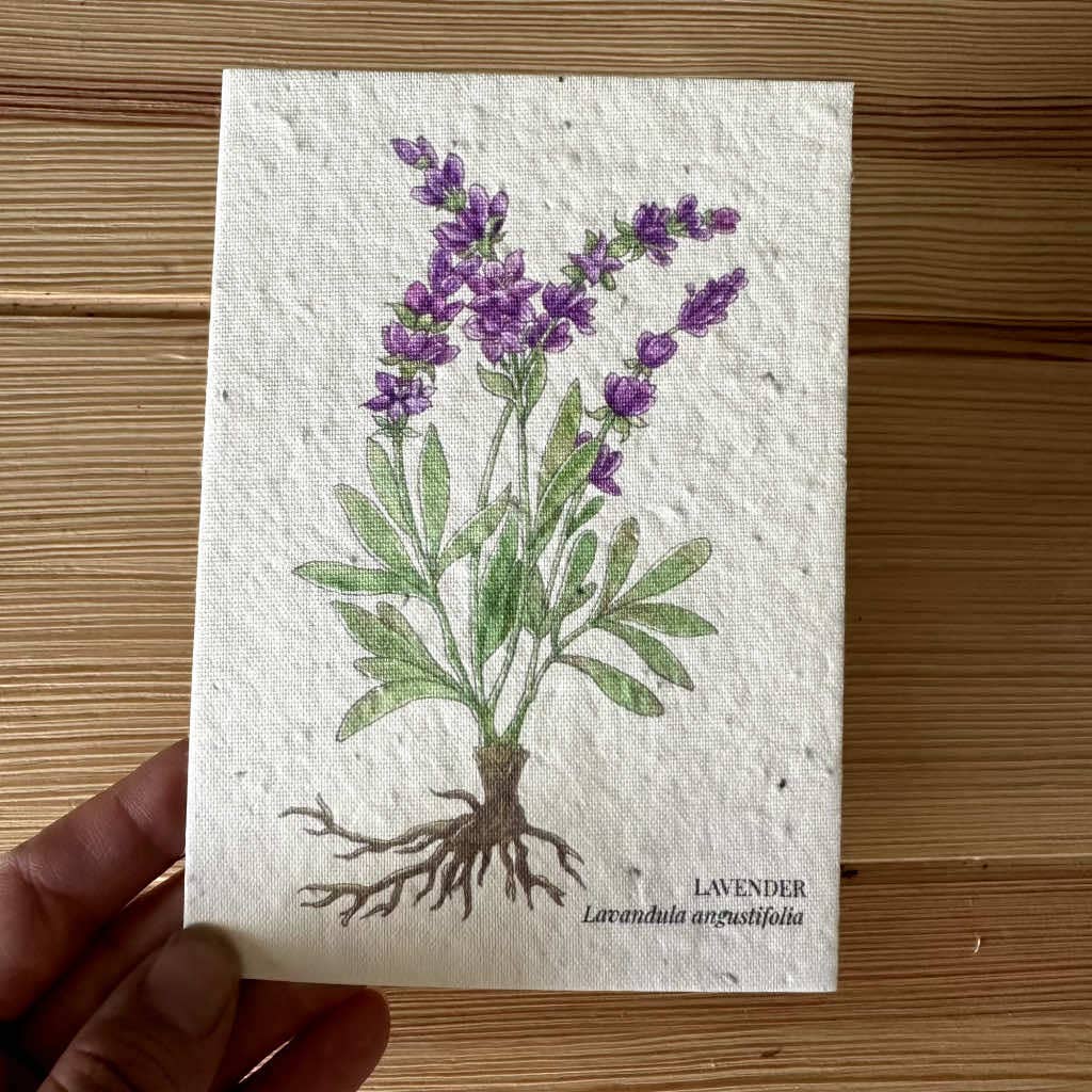Lavender Greeting Card Plantable Wildflower Herb Seed Card