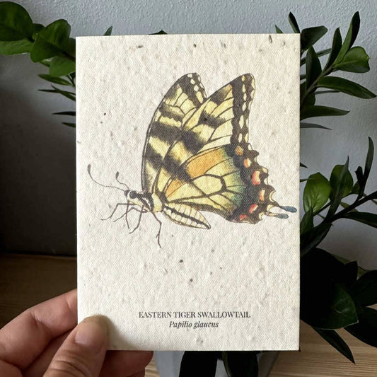 Eastern Tiger Swallowtail Butterfly Seed Greeting Card