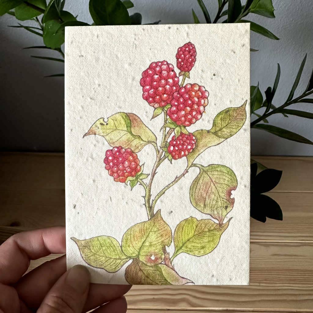 Raspberry Greeting Card Plantable Wildflower Herb Seed Card