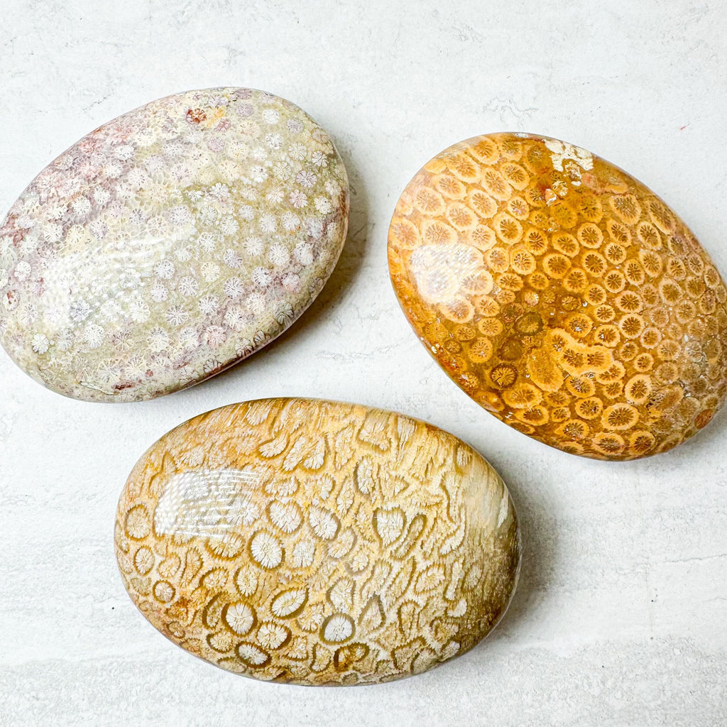 Fossilized Coral Palmstones