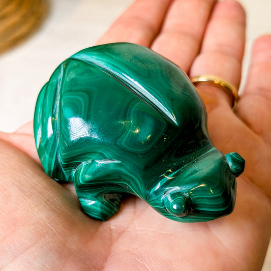 Malachite Frog
