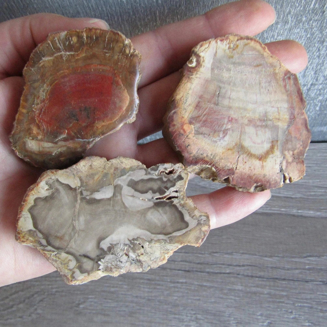 Petrified Wood Front Polished Slices