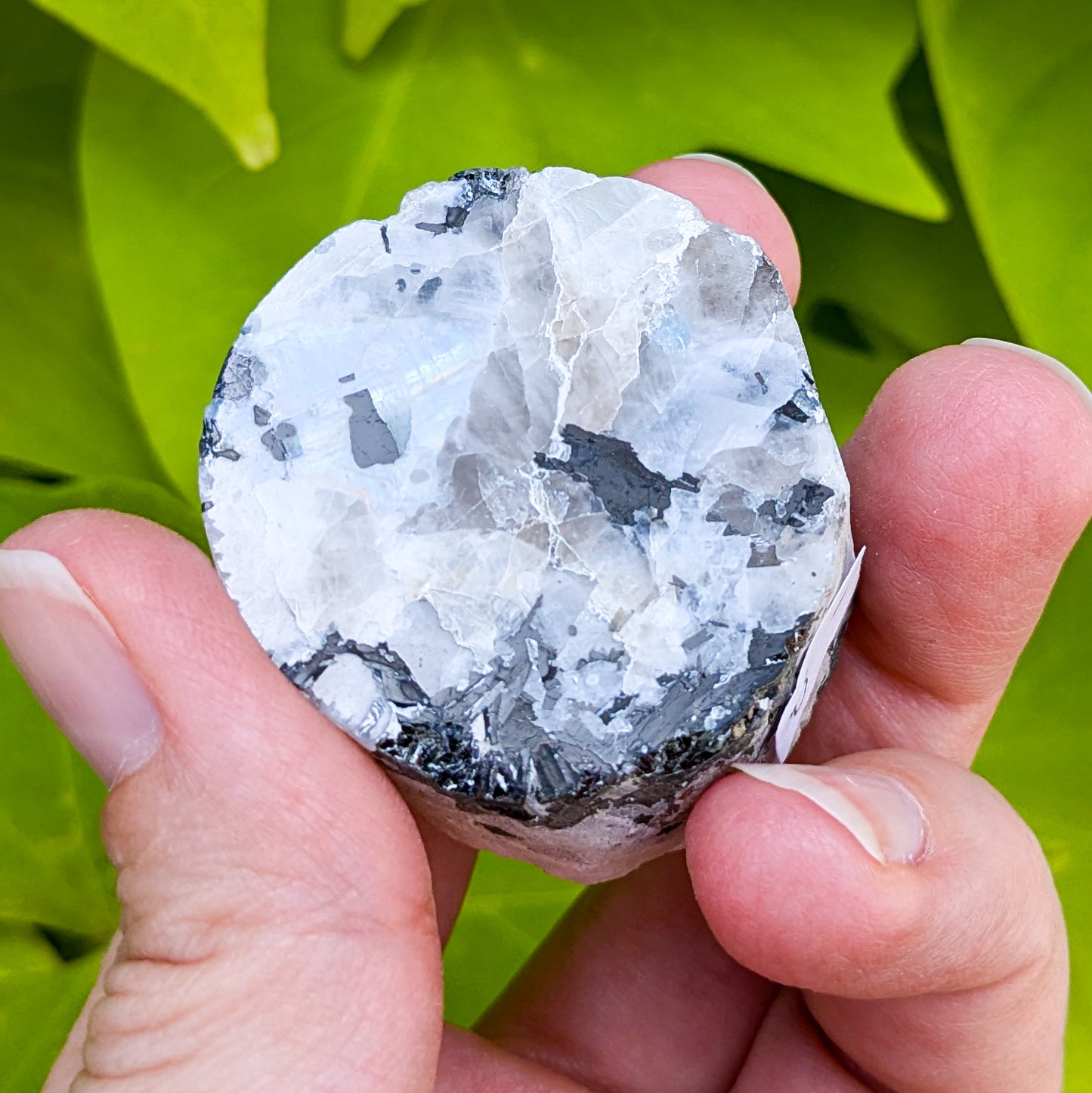 Rainbow Moonstone Slice 1/2 Polished 2-3"