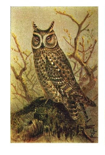 Vintage Owl Mini Matchboxes | Various Designs