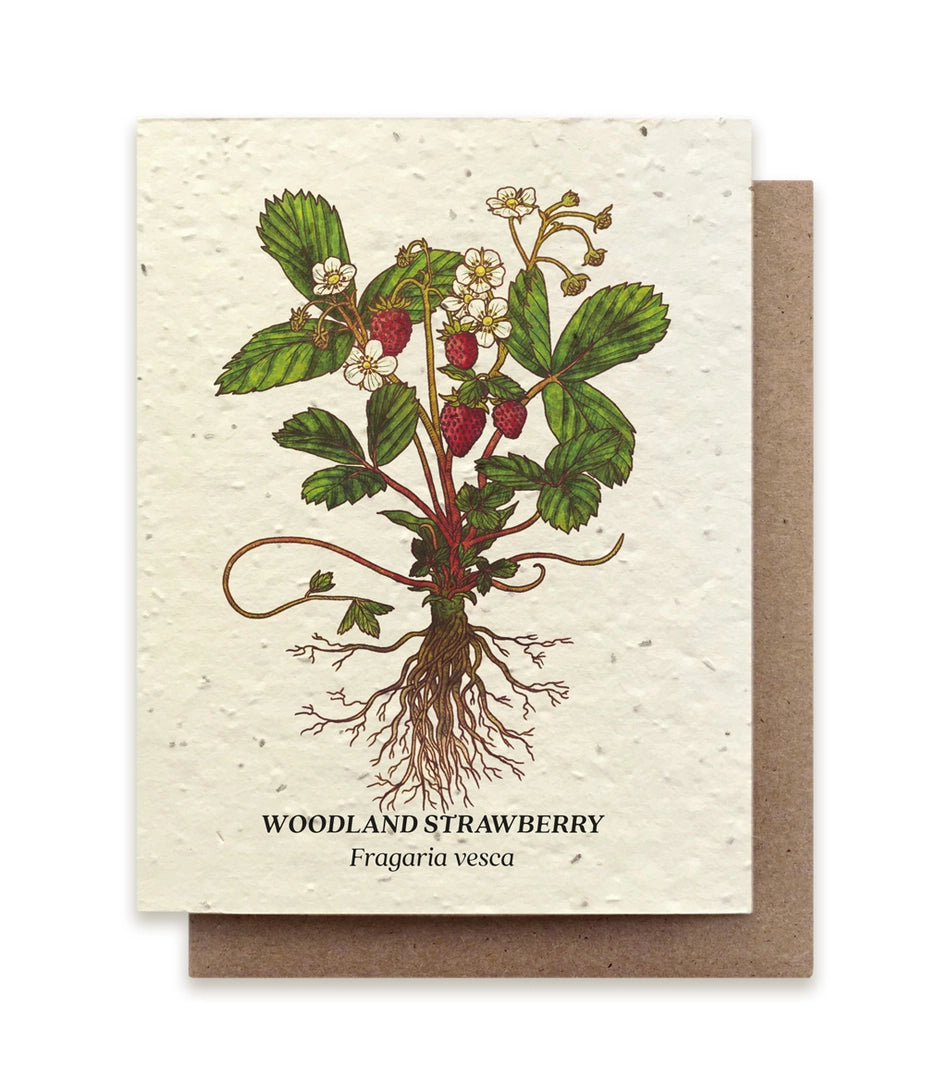 Plantable Wildflower Seed Cards | Various Designs