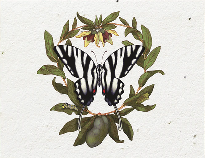 Plantable Wildflower Seed Cards | Various Designs