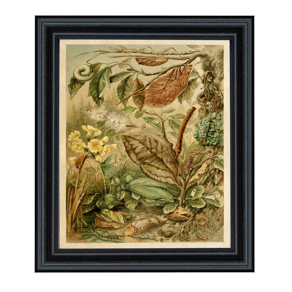 Mimicry Insects Cottagecore Framed Reproduction Print: 8" x 10"