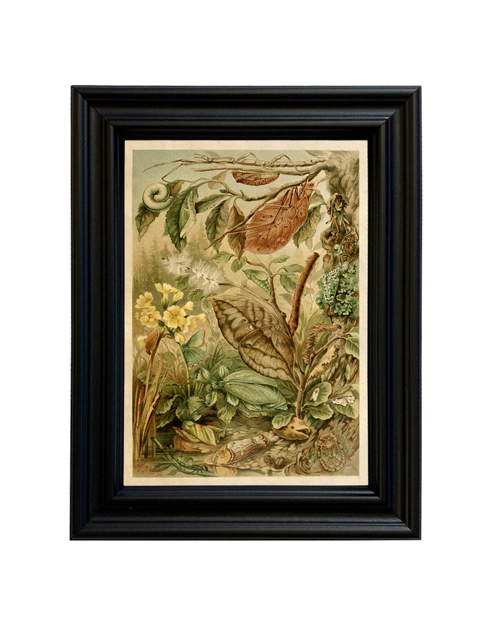 Mimicry Insects Cottagecore Framed Reproduction Print: 5" x 7"