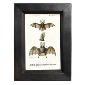 4"x6" Framed Bat Illustration