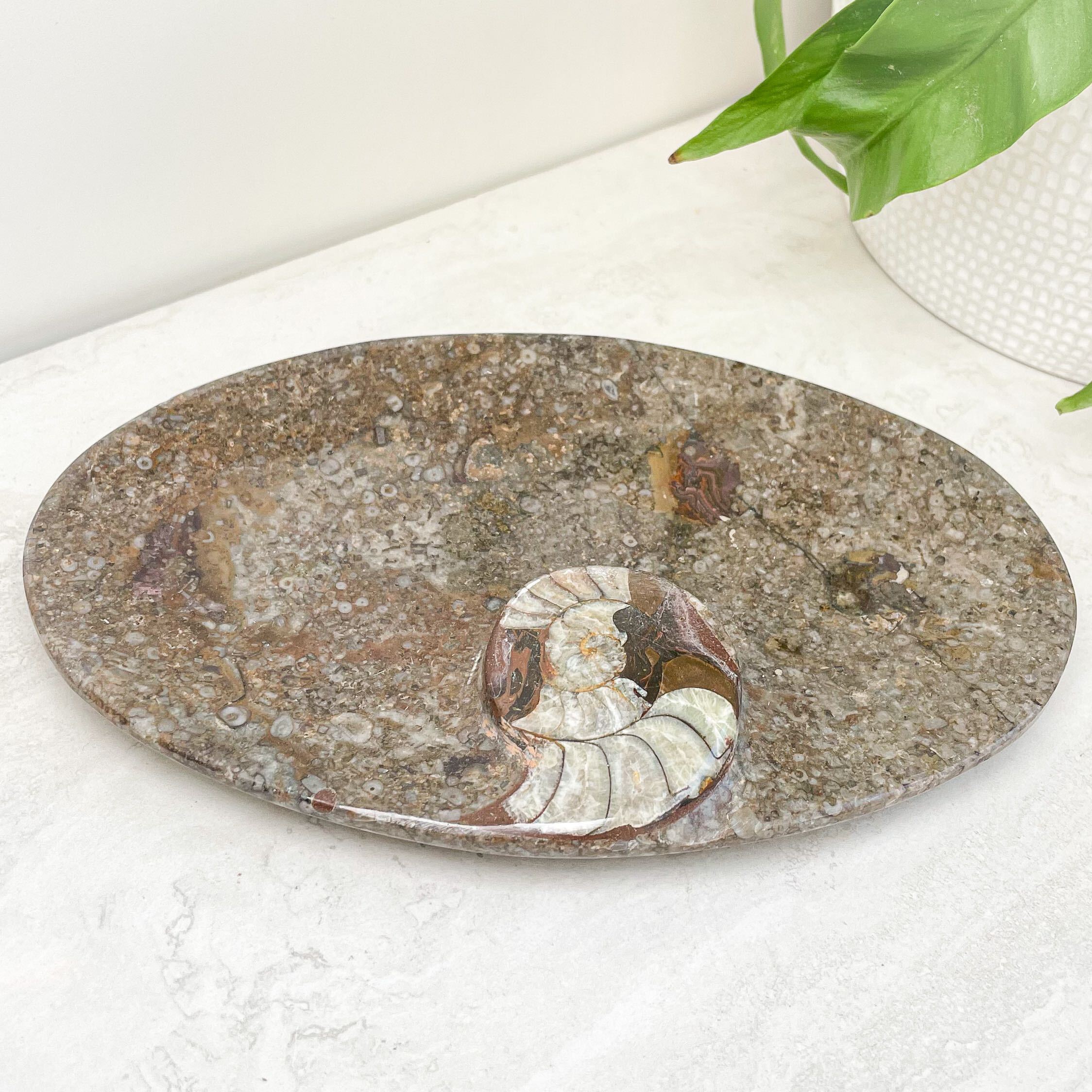 Ammonite Fossil Bowls 6"