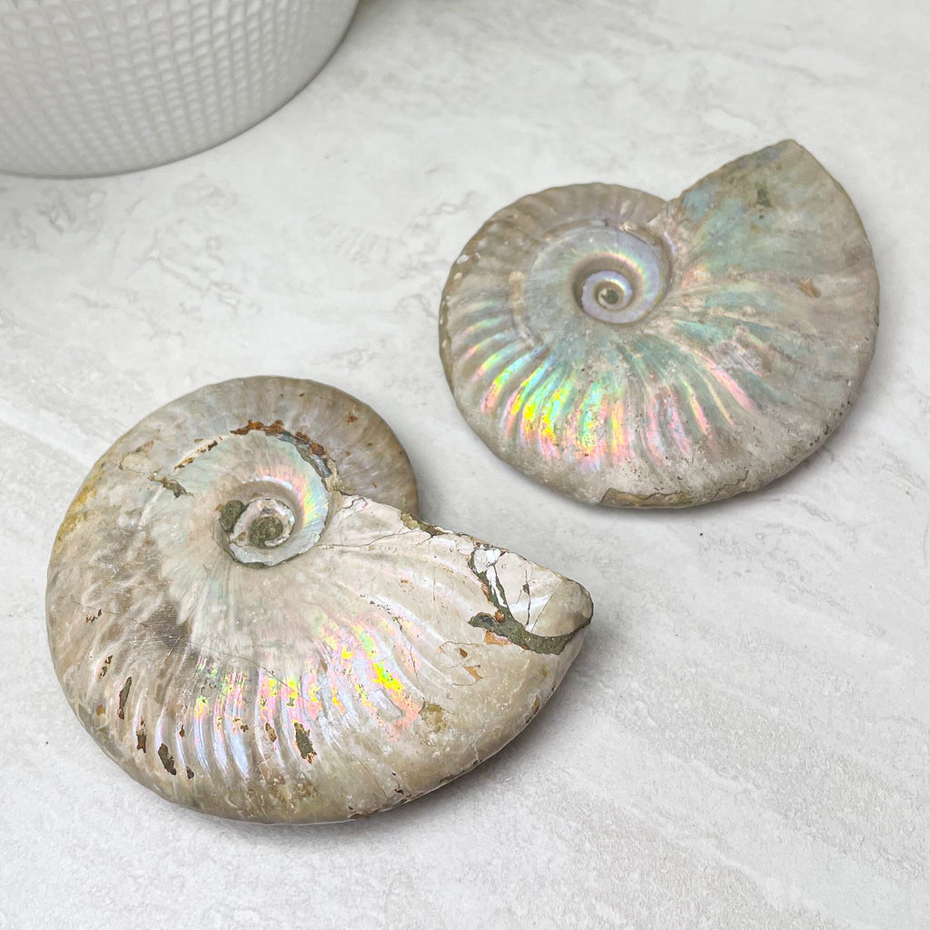 Iridescent Ammonite