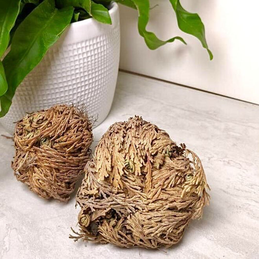 Rose of Jericho - Resurrection Fern